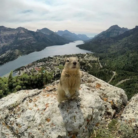Image of a rodent, perhaps a prairie dog, looking at the camera being photographed on the Bear's Hump rock formation looking over the town of Waterton in Waterton National Park and the Waterton Lakes as well as the Waterton valley.