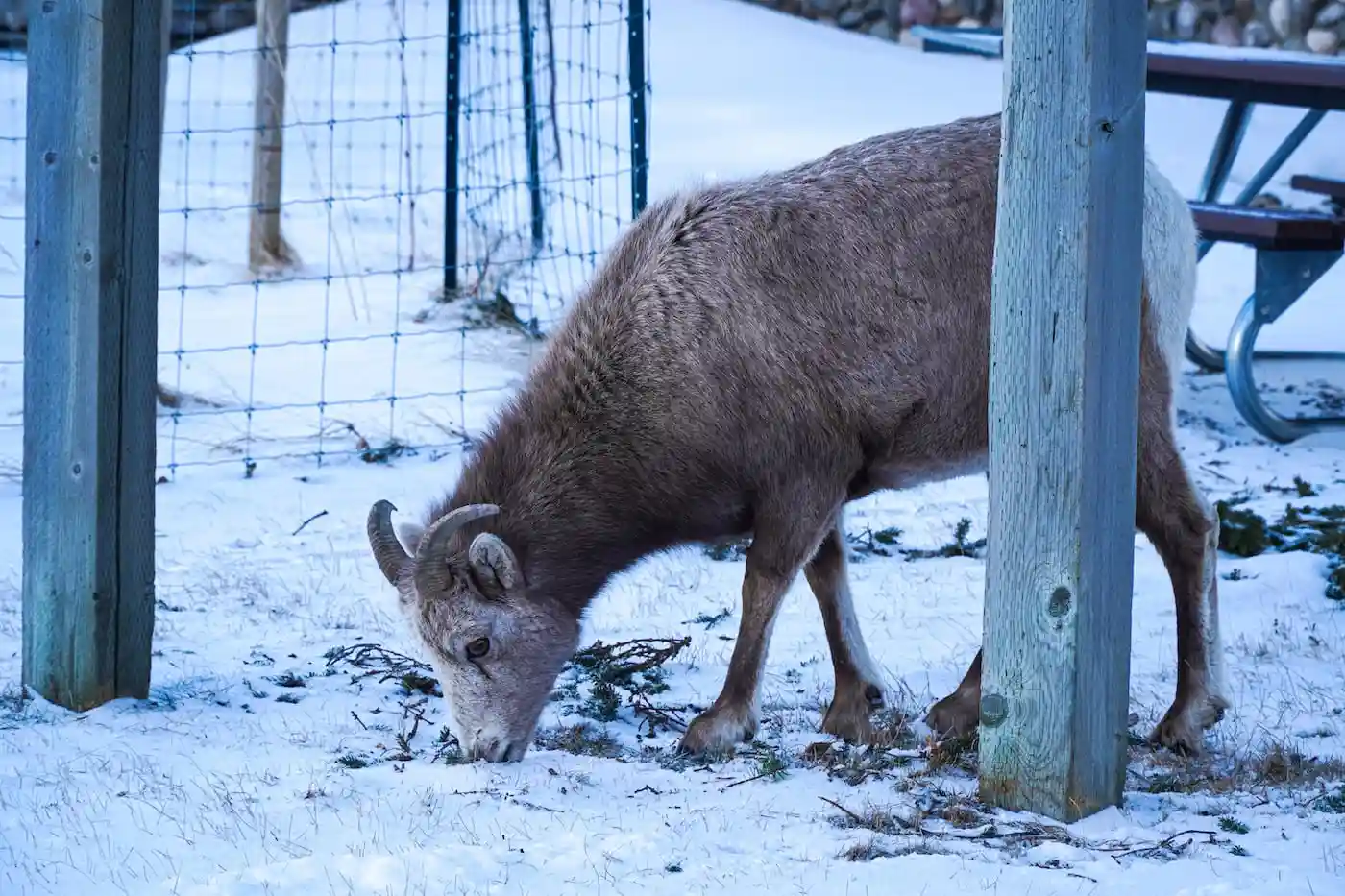Image of a mountain goat foraging in the townsite of Waterton National Park under structures.