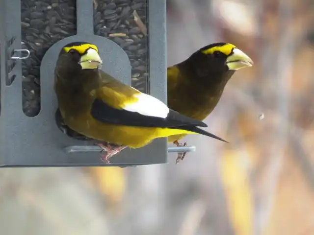 Image of two birds with yellow and black coats and bright yellowish white beak on a birdhouse in Waterton National Park.